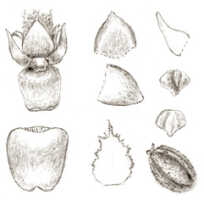 Oberonia asperula: Oberonia asperula J.J.Sm., floral analysis, drawing J.J. Smith, based on Versteeg 1322