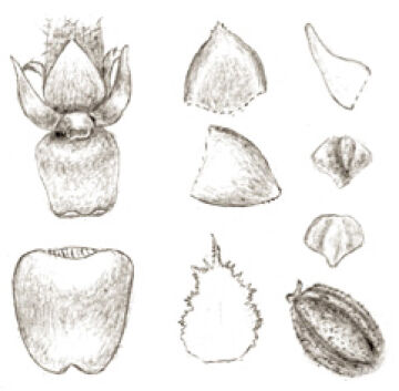 Oberonia asperula