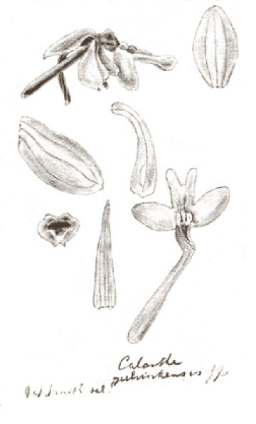 Calanthe geelvinkensis