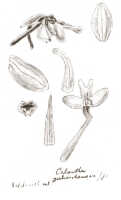 Calanthe geelvinkensis: Calanthe geelvinkensis J.J.Sm., drawing J.J. Smith, from Janowsky 616