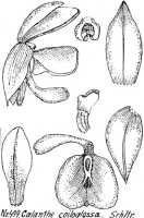 Calanthe coiloglossa: Calanthe coiloglossa Schltr., from Repert. Spec. Nov. Regni Veg. Beih. 21 (1923) t. 133, fig. 499