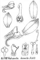 Robiquetia hamata: Robiquetia hamata Schltr., drawing R. Schlechter in Repert. Spec. Nov. Regni Veg. Beih. 21 (1928) t. 347, fig. 1338