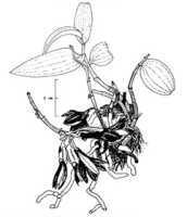 Dendrobium andreemillariae: Dendrobium andreemillarae T.M.Reeve, drawing by N.H.S. Howcroft in Orchadian 7 (1982) 131, fig. 1, rearranged