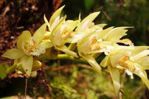 Coelogyne asperata: Coelogyne asperata Lindl.,inflorescence, photo Ed de Vogel, from Papua New Guinea, East New Britain Prov.