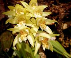 Coelogyne asperata: Coelogyne asperata Lindl.,inflorescence, photo Ed de Vogel, from Papua New Guinea, East New Britain Prov.