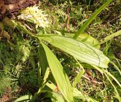 Coelogyne asperata: Coelogyne asperata Lindl., local plant in abandoned camp of goldmine, photo Ed de Vogel, from Papua New Guinea, East New Britain Prov.