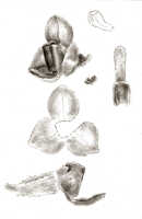 Octarrhena cucullifera: Octarrhena cucullifera J.J.Sm., as Chitonanthera cucullifera (J.J.Sm.) J.J.Sm., floral analysis, drawing J.J. Smith, based on Pulle (Versteeg) 2410