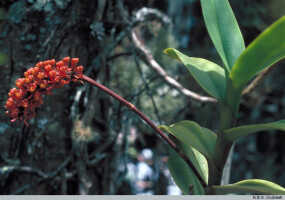 Robiquetia hamata: Robiquetia hamata Schltr., habit, photo N.E.G. Cruttwell, based on Highland Orchid Collection