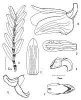 Dendrobium pullenianum: Dendrobium pullenianum Ormerod.Drawing by Paul Ormerod in Orchadian 15 (2007) 421, fig., based on R. D. Hoogland & R. Pullen 5947.