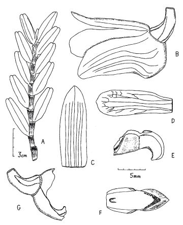 Dendrobium pullenianum