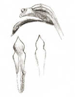 Dendrobium chamaephytum: Dendrobium chamaephytum Schltr. (as Dendrobium leucanthum (Schltr.) J.J.Sm.), drawing J.J. Smith, based on Versteeg 1660