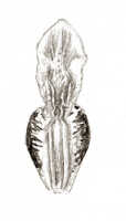 Dendrobium tortitepalum: Dendrobium tortitepalum J.J.Sm., drawing J.J. Smith, based on Bogor cult. (Ajoeb) 10