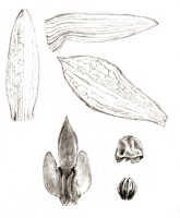 Dendrobium centrale: Dendrobium centrale J.J.Sm., drawing J.J. Smith, based on Lam 1916
