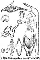 Bulbophyllum inauditum: Bulbophyllum inauditum Schltr., floral analysis, R. Schlechter in Repert. Spec. Nov. Regni Veg. Beih. 21 (1928) t. 278, fig. 1062