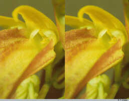 Bulbophyllum chloranthum: Bulbophyllum chloranthum Schltr., flower detail, centre of flower, oblique lateral view, photo P. Jongejan, collection Royal Botanic Gardens, Kew, Reese & Reeve, cult. Jongejan 366 366