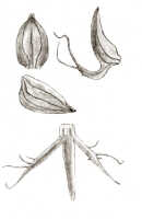 Habenaria pinnatipartita: Habenaria pinnatipartita J.J.Sm., drawing J.J. Smith, from Docters van Leeuwen 10935
