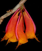 Dendrobium lawesii: Dendrobium lawesii F.Muell., photo John Cara, inflorescence, cult John Cara, from PNG.