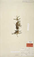Dendrobium savannicola: Dendrobium savannicola Schltr. (= Diplocaulobium savannicola (Schltr.) A.D.Hawkes), isotype specimen: Schlechter 18659 (L)