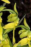 Calanthe lutiviridis: Calanthe lutiviridis P.Royen, flower, lateral view, photo Jon Cara, from Papua New Guinea, Western Highlands Prov.
