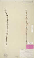 Dendrobium sarcophyllum: Dendrobium sarcophyllum Schltr., isotype specimen: Schlechter 18013 (L)