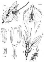 Crepidium olivaceum: Crepidium olivaceum (Schltr.) Szlach., as Crepidium dresslerianum Marg. & Szlach., Adansonia 22 (2000) 266, fig. 1