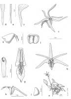 Dendrobium novobritannicum: Dendrobium novobrittanicum de Vogel. drawing Eline Hoogendijk in De Vogel, van Vugt & Hoogendijk, Malesian Orchid Journal 22 (2018) 105, fig 25