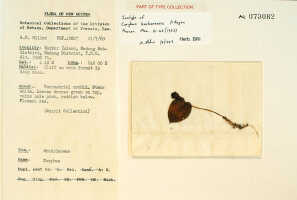 Corybas karkarensis: Corybas karkarensis P.Royen, herbarium sheet, type specimen BRI