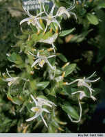 Dendrobium chrysotropis: Dendrobium chrysotropis Schltr., habit, photo B. Pottinger, based on Edinburgh cult. 681686 (Woods 2040)