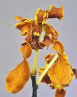 Dendrobium helix: Dendrobium helix P.J.Cribb, flower, front view, photo Ed de Vogel, based on Leiden cult. Leiden cult. 20081793 (De Vogel & Raka), from PNG, East New Britain Prov.