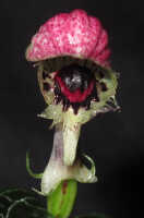 Corybas subalpinus: Corybas subalpinus P.Royen, photo Stephanie Pimm Lyon