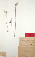 Nervilia punctata: Nervilia punctata (Blume) Makino var. papuana J.J.Sm., herbarium sheet, probably isotype specimen, Bogor cult. (? Branderhorst 169) (BO, probably isotype specimen)