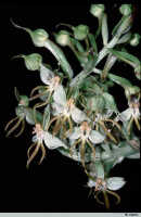 Habenaria trichaete: Habenaria trichaete Schltr., inflorescence, photo W. Harris