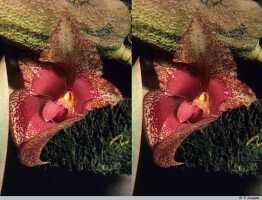 Bulbophyllum macrobulbum: Bulbophyllum macrobulbum J.J.Sm., flower, oblique front view, photo P. Jongejan, collection Royal Botanic Gardens, Kew, cult. P. Jongejan 1800