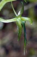 Liparis werneri: Liparis werneri Schltr., flower, photo Jon Cara, from Papua New Guinea, Southern highlands Prov., Tari Gap