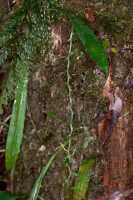 Liparis werneri: Liparis werneri Schltr., plant in situ, photo Jon Cara, from Papua New Guinea, Southern highlands Prov., Tari Gap