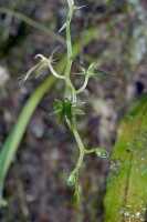 Liparis werneri: Liparis werneri Schltr., part of inflorescence, photo Jon Cara, from Papua New Guinea, Southern highlands Prov., Tari Gap