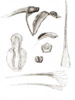 Dendrobium aratriferum: Dendrobium aratriferum J.J.Sm., drawing J.J. Smith, based on Versteeg 1454