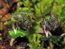 Corybas viridisepalus: Corybas viridisepalus S.P.Lyon, photo Stephanie Pimm Lyon, based on S.P. Lyon SPL 408 (holotype L)