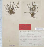 Dendrobium albiflorum: Cadetia potamophila Schltr. (= Dendrobium albiflorum Ridl..), type specimen: Schlechter 16158 (iso L)