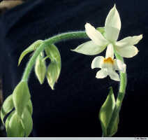 Calanthe vestita: Calanthe vestita Wall. ex Lindl, flower, photo T. M. Reeve, based on Reeve PNGH 702, from Papua New Guinea