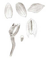 Crepidium wappeanum: overview picture