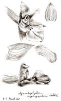 Agrostophyllum superpositum: Agrostophyllum superpositum Schltr., drawing J.J. Smith, from Janowsky 362