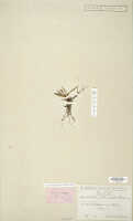 Dendrobium abbreviatum: Dendrobium abbreviatum Schltr., isotype specimen: Schlechter 16598 (L)