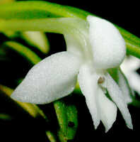 Dendrobium lactiflorum: Dendrobium lactiflorum Schltr.,  flower, oblique lateral view, photo Ed de Vogel, Leiden cult. 20020412  from Papua New Guinea, without locality