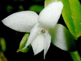Dendrobium lactiflorum: Dendrobium lactiflorum Schltr.,  flower, front view, photo Ed de Vogel, Leiden cult. 20020412  from Papua New Guinea, without locality