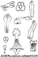 Taeniophyllum mirum-labellum: Taeniophyllum mirum-labellum (Schltr.) Kocyan & Schuit. (as Microtatorchis potamophila Schltr.), drawing R. Schlechter in Repert. Spec. Nov. Regni Veg. Beih. 21 (1928) t. 352, fig. 1358