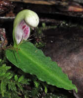 Corybas helensis: Corybas helensis S.P.Lyon, photo Stephanie Pimm Lyon, based on S.P. Lyon SPL 459 (holotype L)