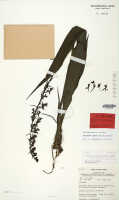 Calanthe lutiviridis: Calanthe lutiviridis P.Royen, herbarium sheet, Wade ANU 7261, isotype specimen (L)