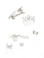 Taeniophyllum tubulosum: Taeniophyllum tubulosum (J.J.Sm.) L.O.Williams (as Microtatorchis tubulosa (J.J.Sm.) Schltr.), floral analysis, drawing J.J. Smith, based on Versteeg 1292