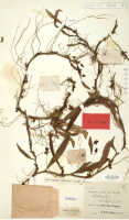 Mediocalcar versteegii: Mediocalcar versteegii J.J.Sm., herbarium sheet, Versteeg 1640 (isotype specimen L)